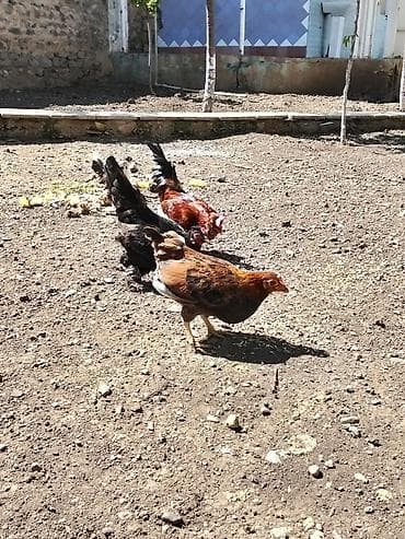 broyler toyuq: Курица, Для разведения, Платная доставка — 7