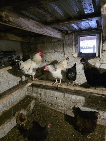 Mal-qara: Toyuq, Damazlıq — 10