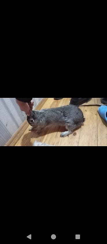 tutuqusu yemi: Boz rəngli ev dovşanı - Növ: Ev dovşanı (boz–gümüşü tüklü) - — 2