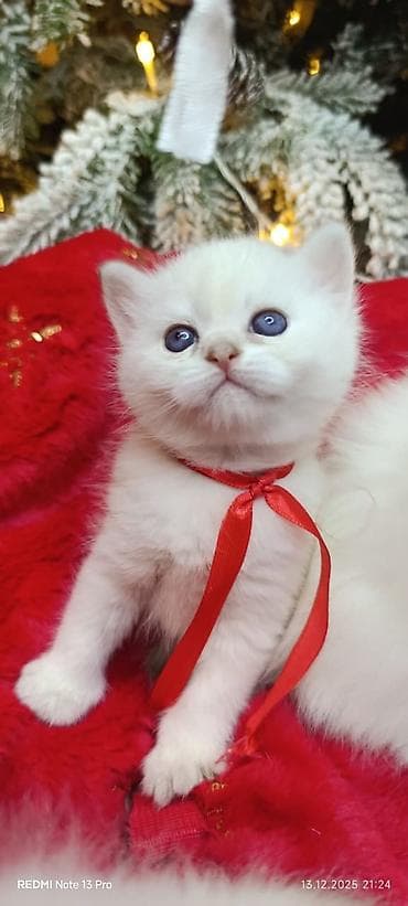 Şotland, Yaxşı əllərə — 5