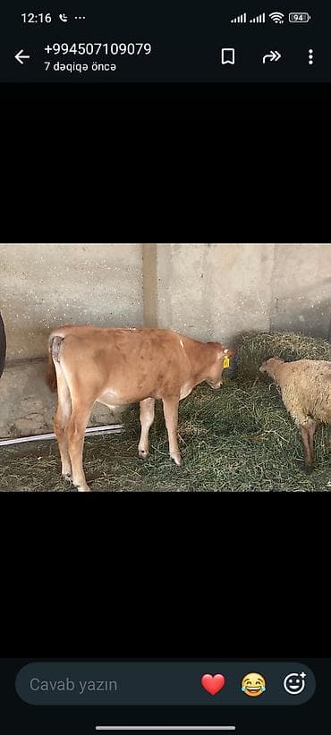 Satılır: Dana (boğazı nişanlı qulaq-birəli) - Cins/Tip: Yerli — 2