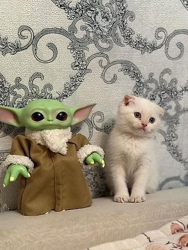 pişik eşyaları: Britan — 4