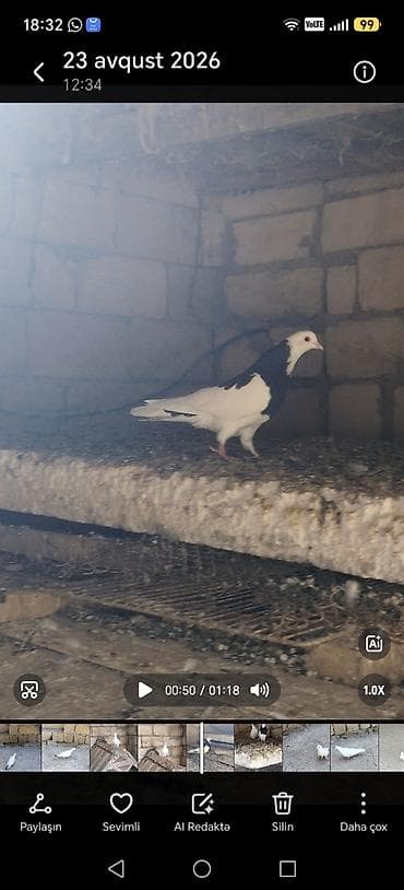 delfin goyərcin: 9 dene tutulma quslardi hansı sağlam qusdu 30azn hansı Qaradağ — 5