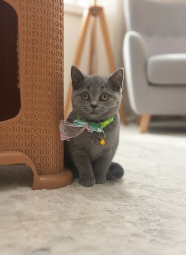 клетки для попугаев купить: Британская, Самец, Доставка в районы — 1