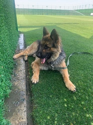 Alman çoban iti, 2 il, Erkek, Cütləşmə üçün, Ünvandan götürmə