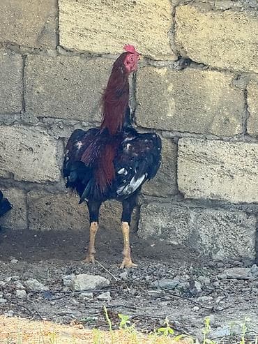 cücə və xoruz: Toyuq, Damazlıq — 2