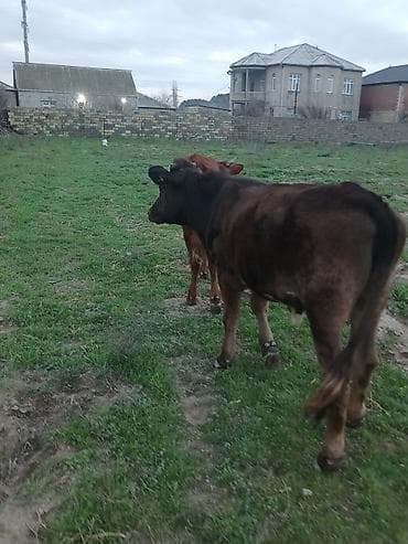 sudluk inek satilir: Dana, buzov, Dişi, ay: 10, Ətlik, Ünvandan götürmə, Ödənişli çatdırılma — 6