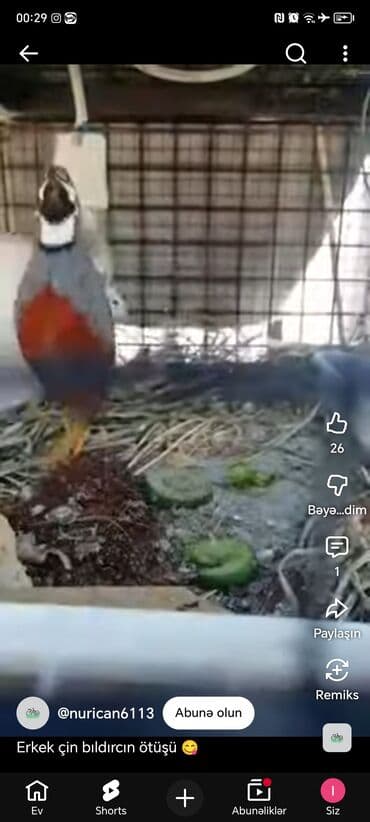 cuce qefes: Məhsul: Çin bildirçini (Coturnix chinensis – “Chinese painted quail” — 1