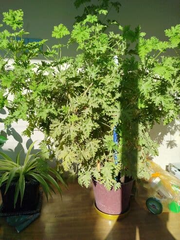 sine boyuden bitki: Ətirşah gülü çox böyük və sağlam bitkidir.
ünvan:Suraxanı ray — 3