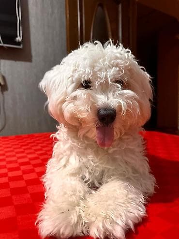 dovşan yemi: 1 ay, Dişi, Peyvəndli, Ödənişli çatdırılma — 3