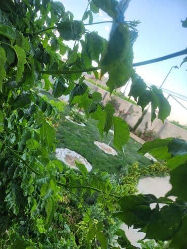 kirayə ev inşaatcılar: 5 otaqlı — 13