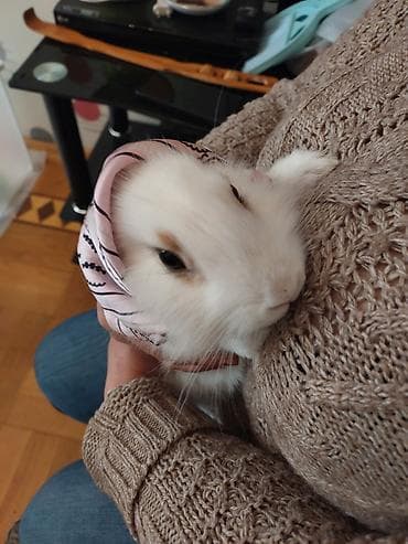 quba heyvanlar: Dozangurd Dovşan satılır. Son qiymət 70 manatdır. Cinsiyəti ğizdır.Çox — 6