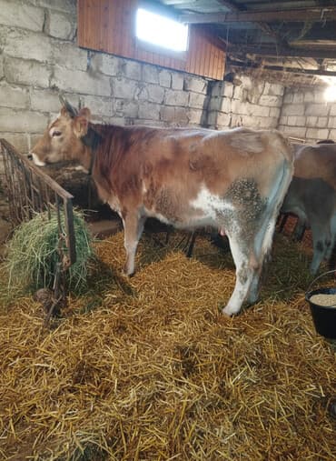 simental inekler satilir: Dişi, Simental, il: 3, 300 kq, Ətlik, Damazlıq — 1