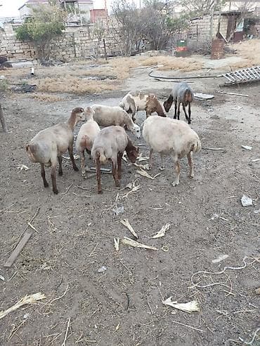Əmlik quzular 33-40 kilo arası arpa yonca ilə bəslənib qiymet 10 manat