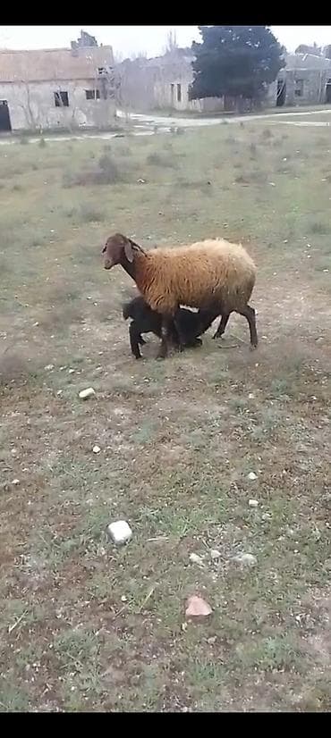 Salam birinci balasidi sudu qoyundu balasi diwidi reyal alan zey