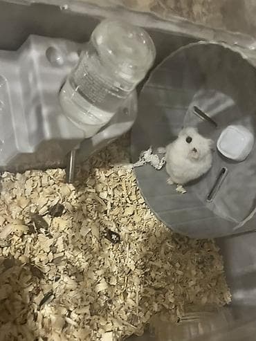 hamster satis: Hamster var icinde 11 dene ağ ve boz rengde qefes qarsğ Satlr bahali — 3