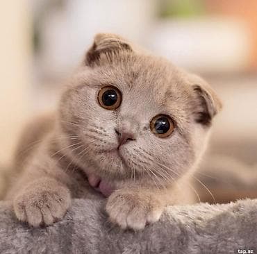 pişik ucun ev: Şotland yastı qulaq — 6