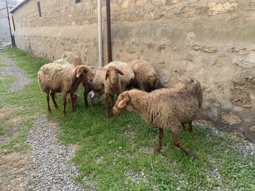 Boğaz qoyunlar satılır 4 dənəsi 155 manat 3 dənəsi 210 manat ətraflı