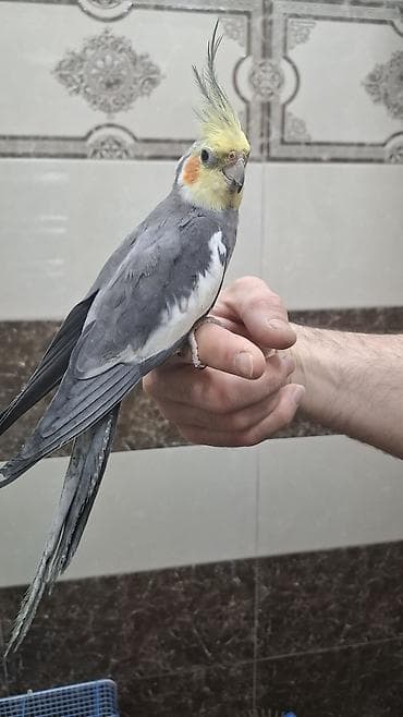 amadin qusu: Karela (cockatiel) quşları satılır. 1 cüt (erkək və dişi, 1 yaş) + 2 — 3