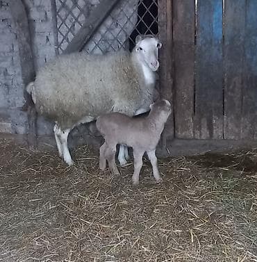 çöl qazı haqqında: Birinci balasıdı erkəkdi bala 10 gündü doğub. Göyçay rayon Cəyirli — 1