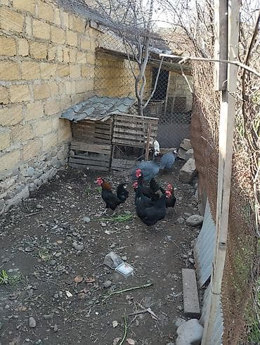 pulsuz heyvanlar verilir: Toyuq, Damazlıq — 2