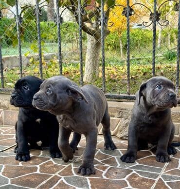 Собаки: Кане-корсо — 7