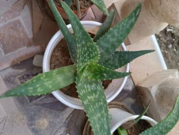 Aloe Vera, kosmetologiyada istifadə olunur. Əsl Aloe Veradır lalafo.az -da Aloe Vera, kosmetologiyada istifadə olunur. Əsl Aloe Veradır