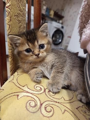 şinşilla: Tabbi — 3