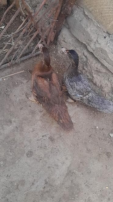 K/t heyvanları və malları: Muscovy ördəkləri (indo-ördək) – 2 ədəd cavan quş Xüsusiyyətlər: - — 1