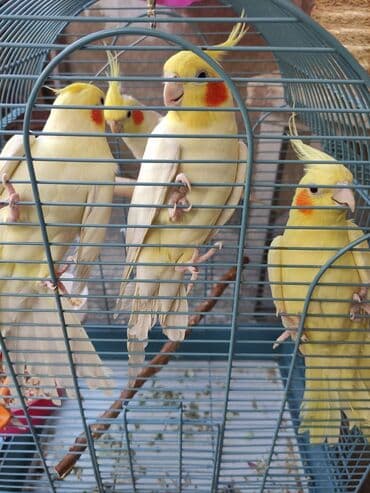 dovşan qəfəsi: Qəfəslər quşlar — 5