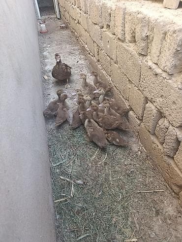Ördəklər: Muscovy (indoutka) ördəkləri – müxtəlif yaş qrupları - Cins — 2