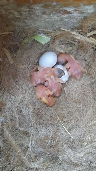 hazır hicablar: Amadin quslari saglam ve hazir quslardir. cüt veya tek satilir. qiymet — 3