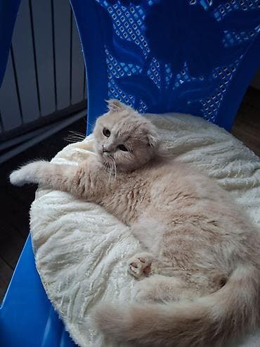 şirin pişikler: Şotland yastı qulaq, Dişi — 4