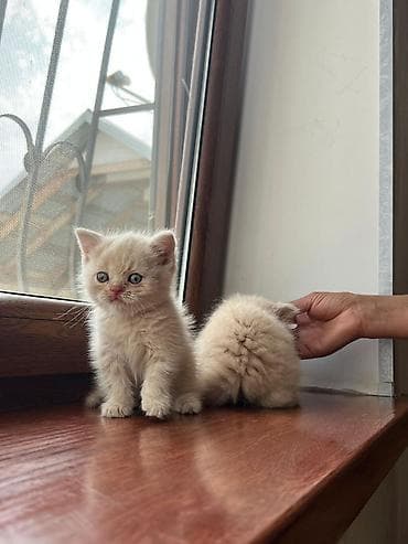 mingəcevir pişik: Şotland — 8