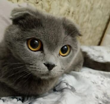 вислоухий шотландец купить: Шотладская вислоухая, Самка — 1