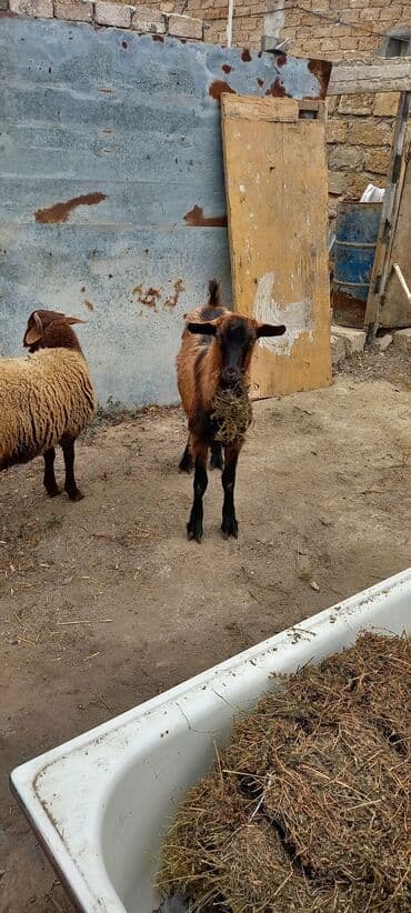 Məhsul: Yerli keçi (cavan teke) Təsvir: - Rəng: açıq qəhvəyi, bel və — 4