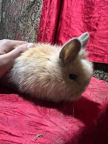 pitbul balaları: 🐰Dekorativ Lionhead bala dovsanlar 1 ayliq saglam, aktiv ve cox sirin — 9
