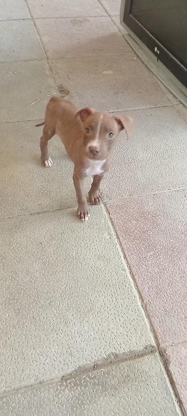 gence itler: Pitbul — 1