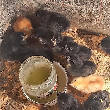 iran quslari: Toyuq cücələri, Ətlik — 1