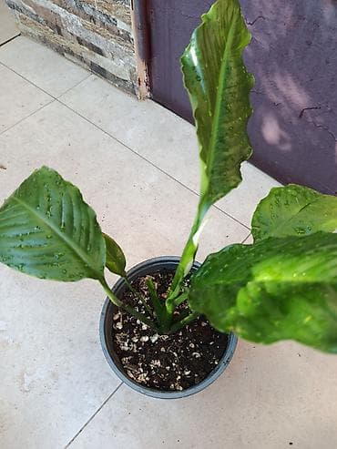 ətirşah bitkisi: Spathiphyllum (qadın xoşbəxtliyi) 20 azn satılır - Növ — 1