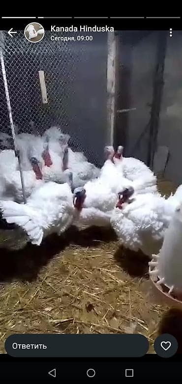 cins toyuq: Toyuq, Ətlik — 5