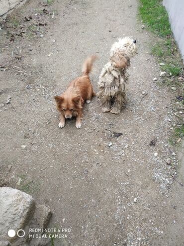 itler haski: İki it bir yerdə təqdim olunur. - İt 1: Açıq bej rəngli, uzun və — 4