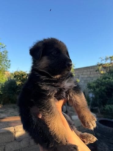 it yem: Alman çoban iti, 1 ay, Erkek, Peyvəndli, Ödənişli çatdırılma — 7