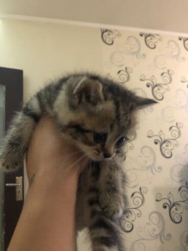 котенок в хорошие руки: Məhsul: Pişik balaları Təsvir: - Şəkillərdə boz (bərk-boz rəngli) — 6