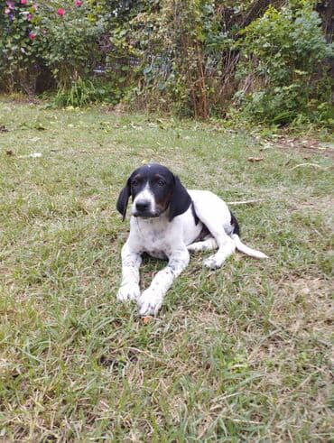 It it balaca it balası – qara-ağ rəngli, ləkəli tüklü, sallanan lalafo.az -da It it balaca it balası – qara-ağ rəngli, ləkəli tüklü, sallanan