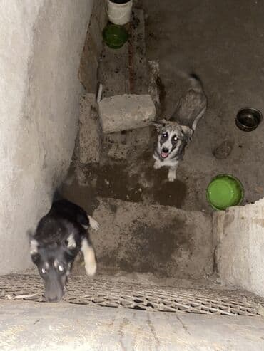 приют для собак баку: С прививками — 2