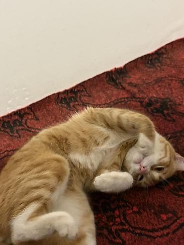 scotland pisik: Türk anqora, Erkək, Yaxşı əllərə — 2