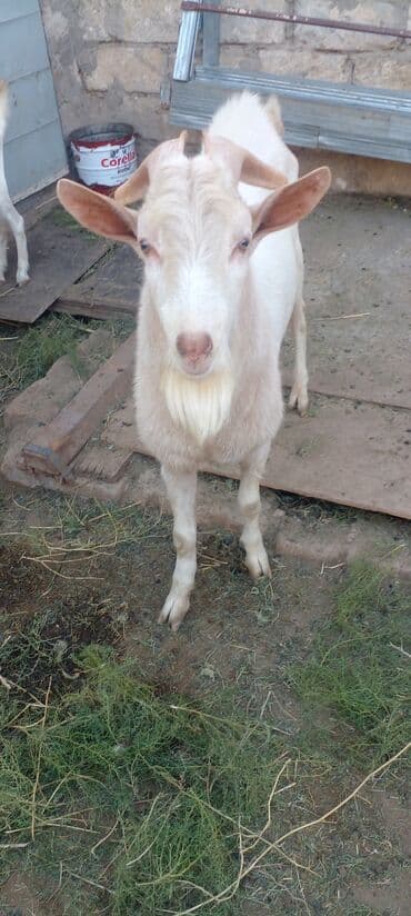 bmw 1 серия m135i at: 1il 2 aylıqdı — 3