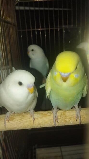 Məhsul: Sevda cücələri (nimfa/paraket – dalmatin, ağ, sarı-yaşıl və