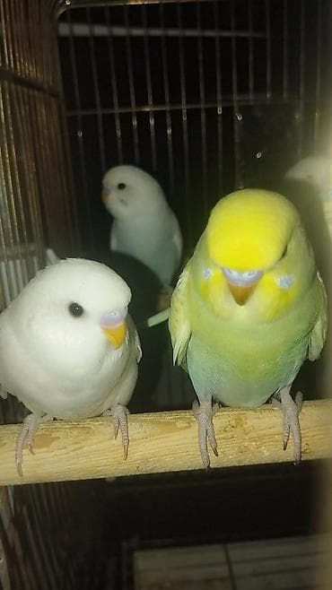 Daşıma çantaları: Məhsul: Sevda cücələri (nimfa/paraket – dalmatin, ağ, sarı-yaşıl və — 1